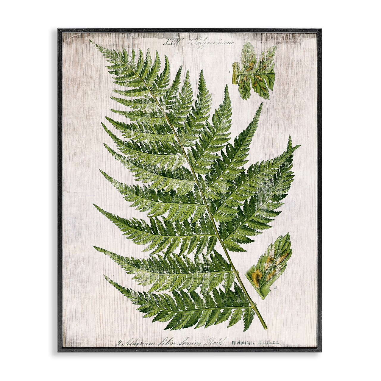 Stupell Industries Distressed Fern Leaf Framed Giclee Wall Art Design by Susan Arnot